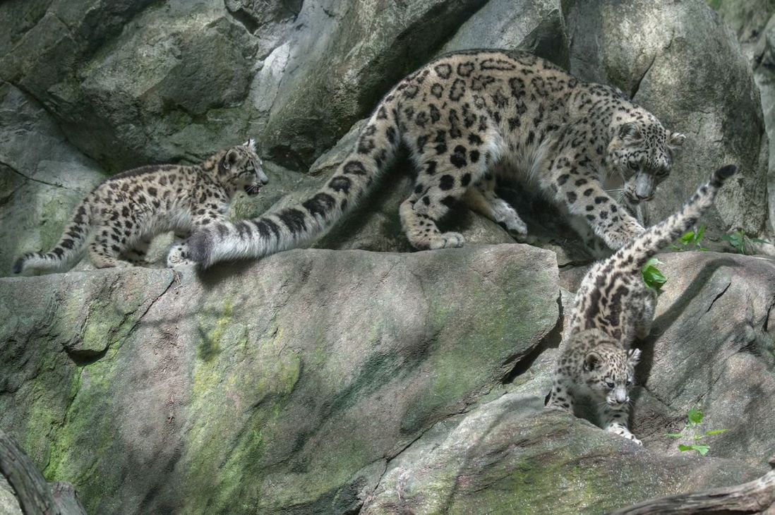 Snow leopard and cubs